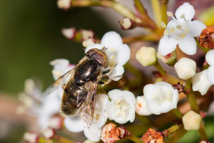 Eristalinus aeneus - Montferrier-sur-Lez (34) © Bastien LOUBOUTIN