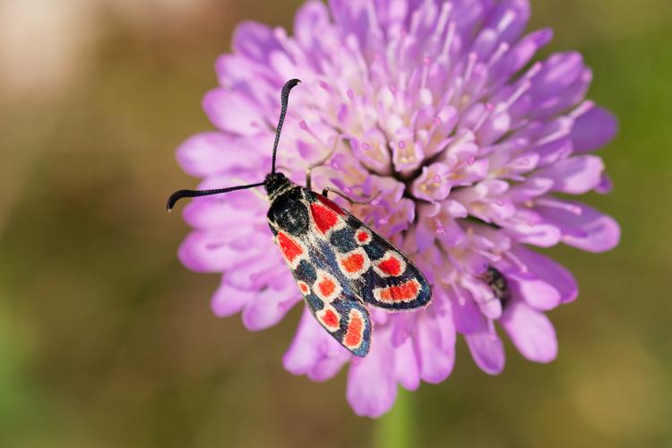 Zygaena carniolica à Nant (12) © Bastien LOUBOUTIN