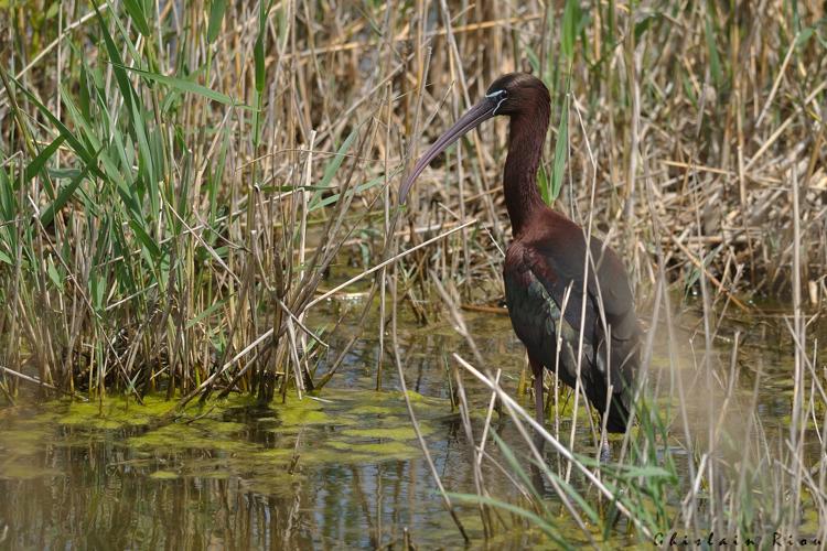 Ibis falcinelle, mai 2025, Narbonne (11) © Ghislain Riou