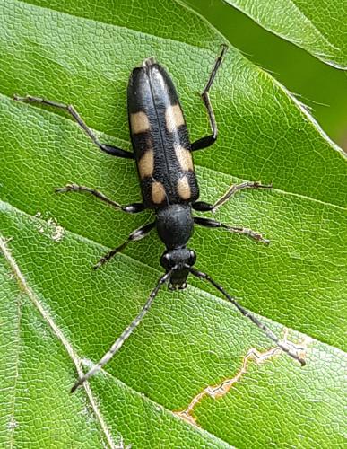 Anoplodera sexguttata, mai 2025, Tilhouse (65) © Ghislain Riou