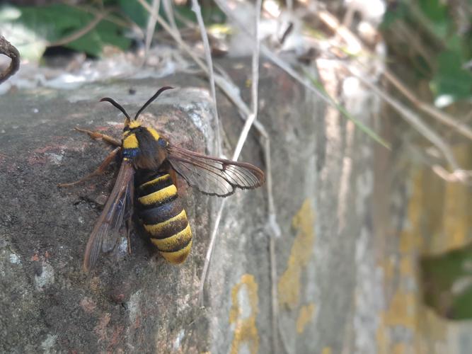 Sesia apiformis, mai 2025, Venerque (31) © Ghislain Riou