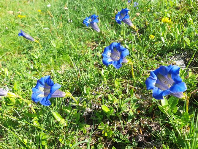 Gentiana acaulis, mai 2025, Suc-et-Sentenac (09) © Ghislain Riou
