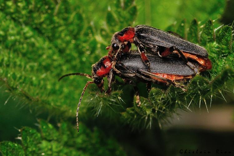 Cantharis rustica, 6 juin 2025, Bordères-Louron (65) © Ghislain Riou
