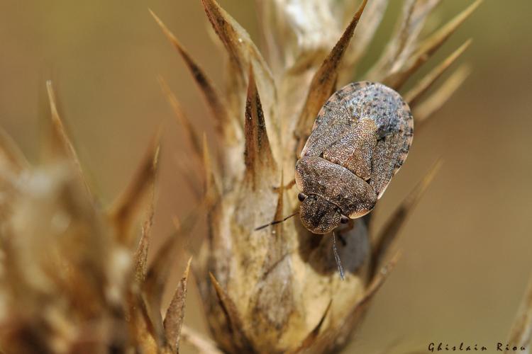 Sciocoris maculatus, 7 juin 2025, Narbonne (11) © Ghislain Riou