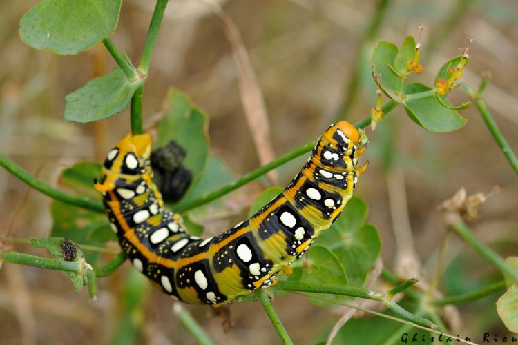 Hyles euphorbiae chenille, 7 juin 2025, Narbonne (11) © Ghislain Riou