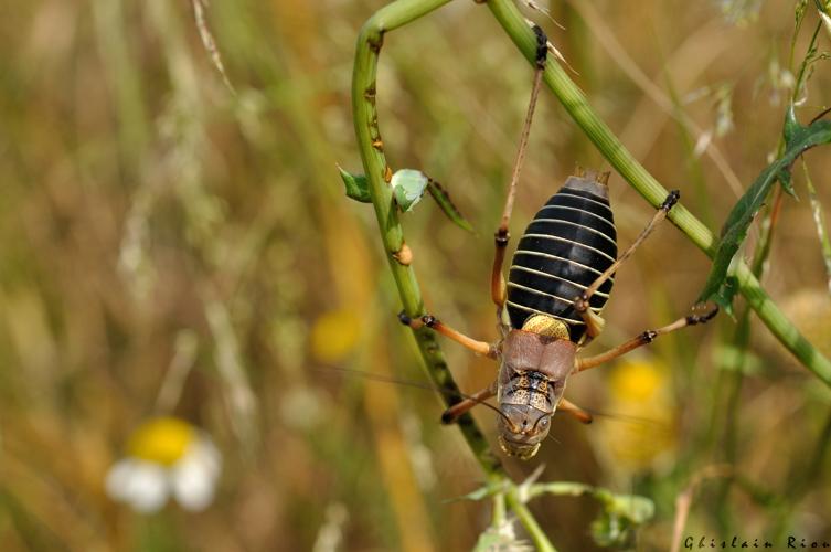 Ephippiger diurnus cunii mâle, 7 juin 2025, Narbonne (11) © Ghislain Riou
