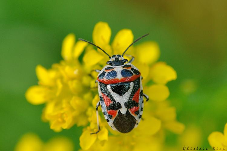 Eurydema ornata, 14 juin 2025, Bagnères-de-Luchon (31) © Ghislain Riou