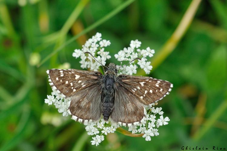 Pyrgus andromedae, 14 juin 2025, Bagnères-de-Luchon (31) © Ghislain Riou