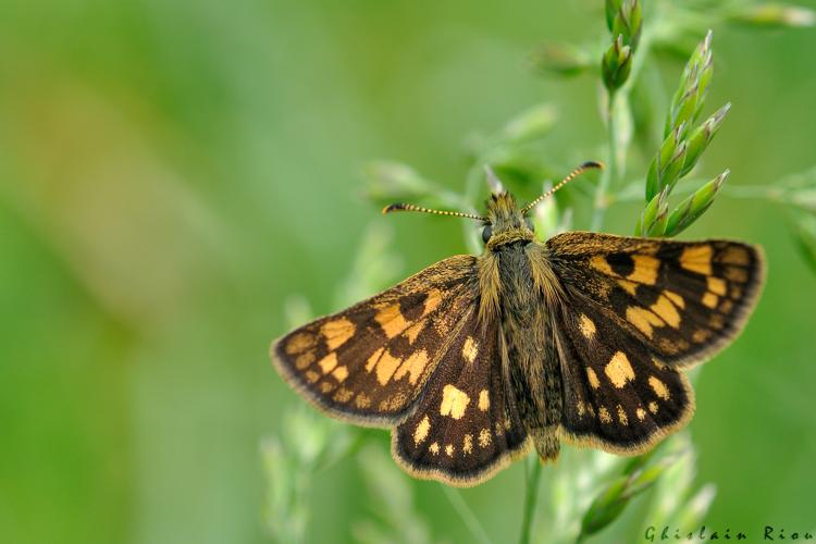 Carterocephalus palaemon, 14 juin 2025, Bagnères-de-Luchon (31) © Ghislain Riou