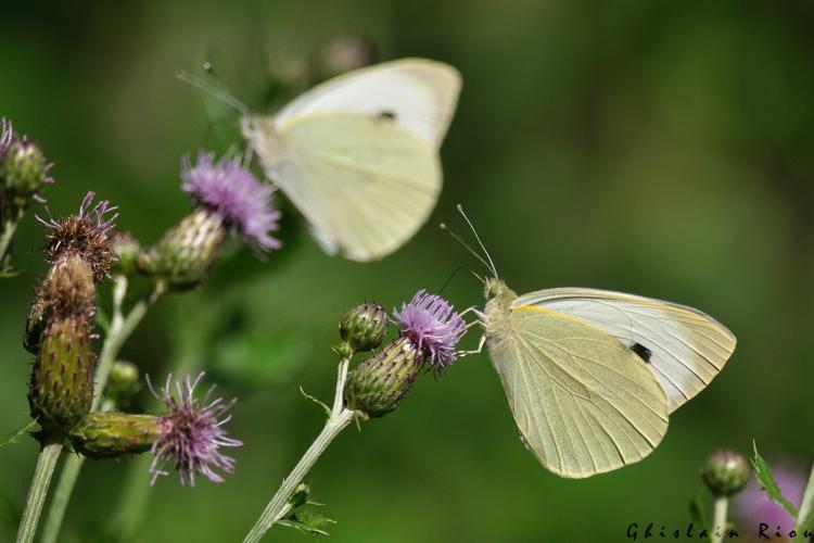 Pieris brassicae, 10 juin 2025, Auribail (31) © Ghislain Riou