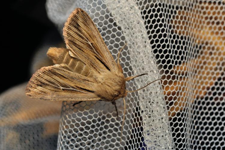Leucania comma, 17 juin 2025, Bordères-Louron (65) © Ghislain Riou