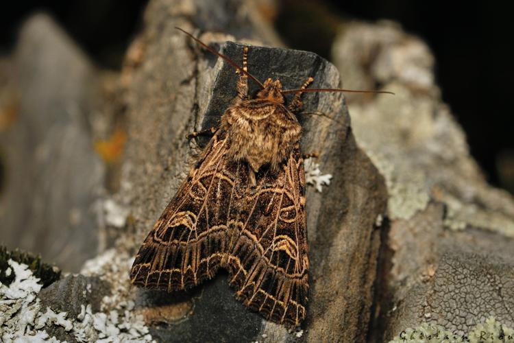 Sideridis reticulata, 17 juin 2025, Bordères-Louron (65) © Ghislain Riou