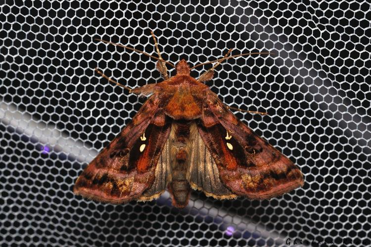 Autographa pulchrina, 27 juin 2025, Cathervielle (31) © Ghislain Riou