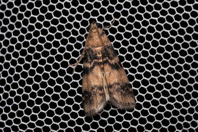 Euzophera pinguis, 27 juin 2025, Cathervielle (31) © Ghislain Riou