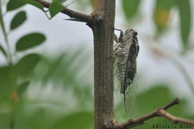 Lyristes plebejus, 5 juillet 2025, Venerque (31) © Ghislain Riou