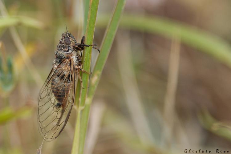 Tettigettalna argentata, 5 juillet 2025, Venerque (31) © Ghislain Riou