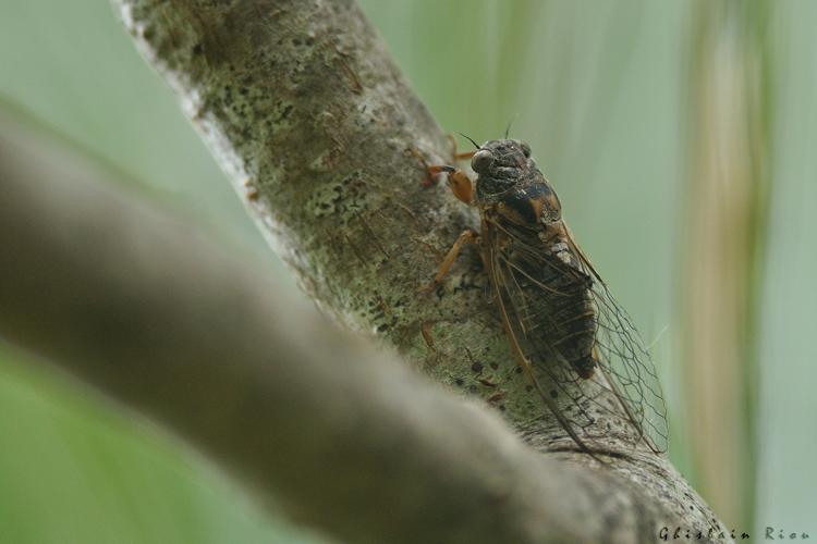 Tettigettula pygmea, 5 juillet 2025, Venerque (31) © Ghislain Riou