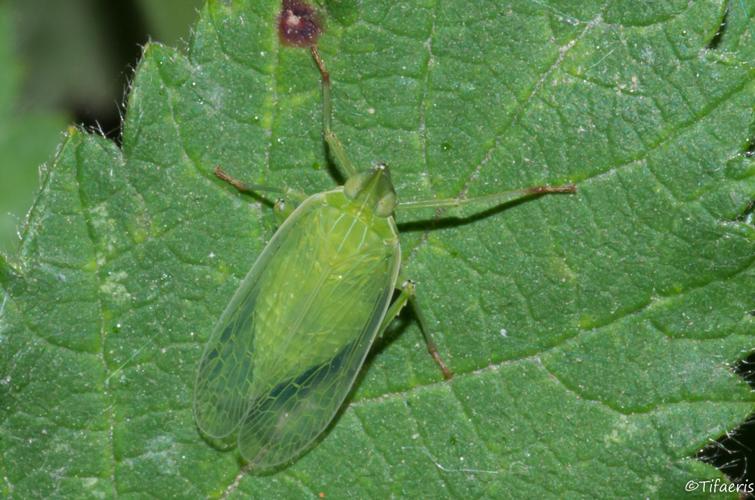 Dictyophara europaea © Jessica Joachim