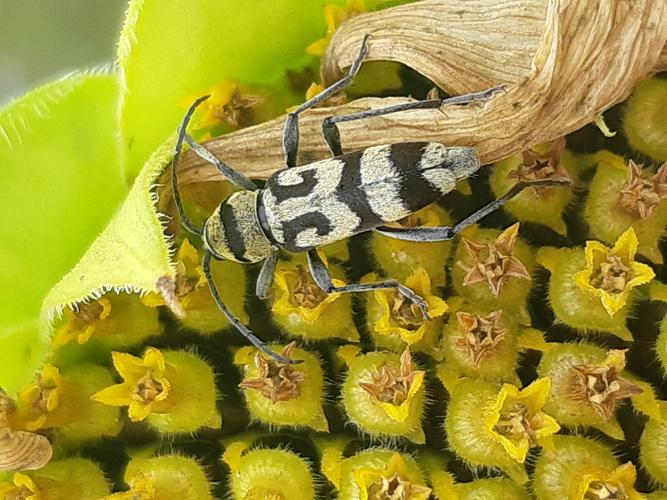 Chlorophorus varius, 23 juil. 2025, Peyrole (81) © Ghislain Riou