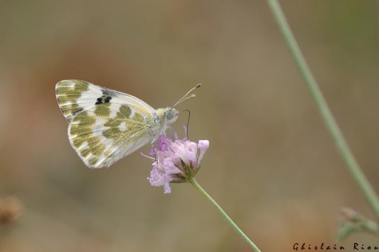 Pontia daplidice, 27 juil. 2025, Venerque (31) © Ghislain Riou