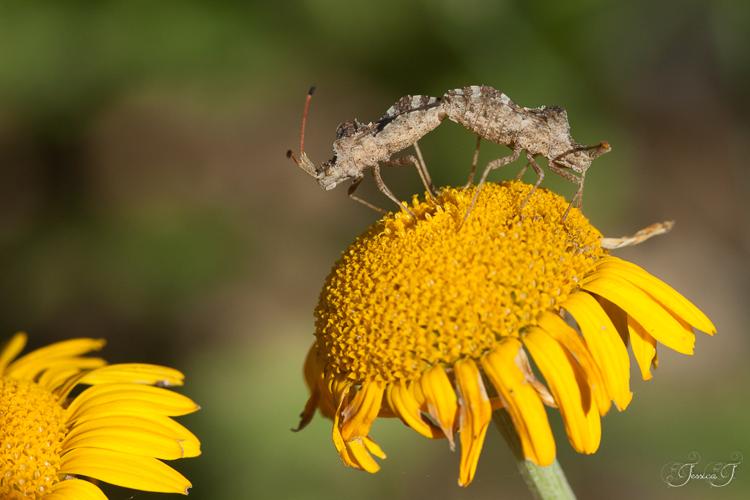 Centrocoris spiniger, 21 juin 2016, Mazères (31) © Jessica Joachim