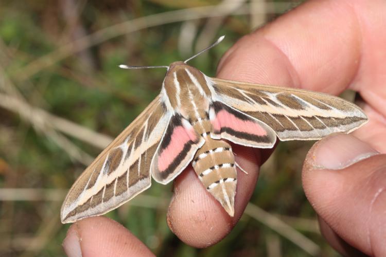 Imago Hyles livornica, trouvé à Bordes-Uchentein (Ariège) le 23 août 2025 (altitude 1700 m) © Pierre-Olivier Cochard