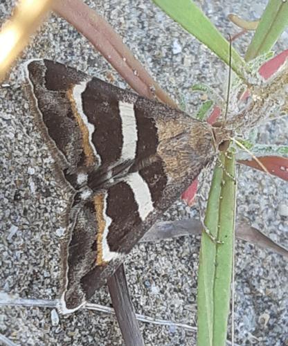 Grammodes stolida, 30 août 2025, Gruissan (11) © Ghislain Riou