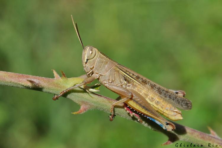 Eyprepocnemis plorans, 30 août 2025, Narbonne (11) © Ghislain Riou