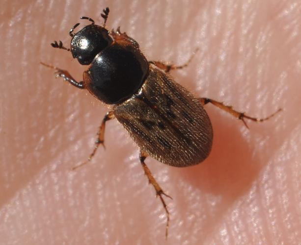 Nimbus contaminatus, 6 sept. 2025, Barèges (65) © Ghislain Riou