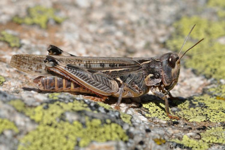 Dociostaurus maroccanus fem., 6 sept. 2025, Barèges (65). 2498m d'altitude ! © Ghislain Riou