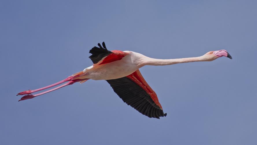 Flamant rose, 27 sept. 2025, Mireval (34) © Guilhem Thorel