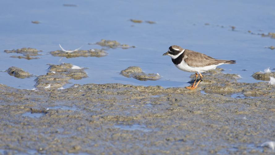 Grand Gravelot, 26 sept. 2025, Camargue (13) © Guilhem Thorel