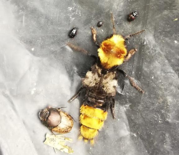 Imago, trouvé le 20 mai 2024 dans du crottin de cheval (Bonrepos-sur-Aussonnelle, 31) © Karine Ratier