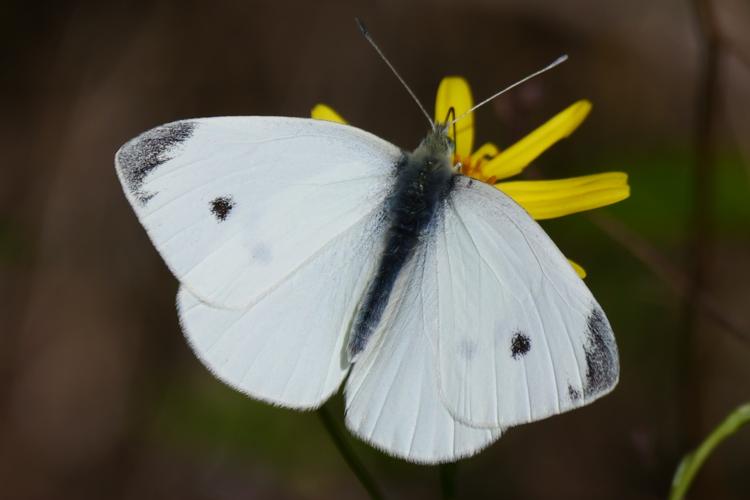 Pieris rapae, 11 oct. 2025, Seysses (31) © Jean Marc Lega
