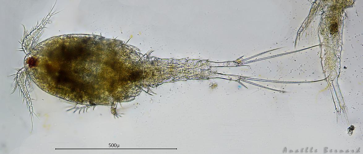 Paracyclops fimbriatus, 10 oct. 2025, Venerque (31) © Anaëlle Bernard