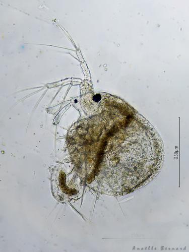 Macrothrix laticornis, 10 oct. 2025, Venerque (31) © Anaëlle Bernard