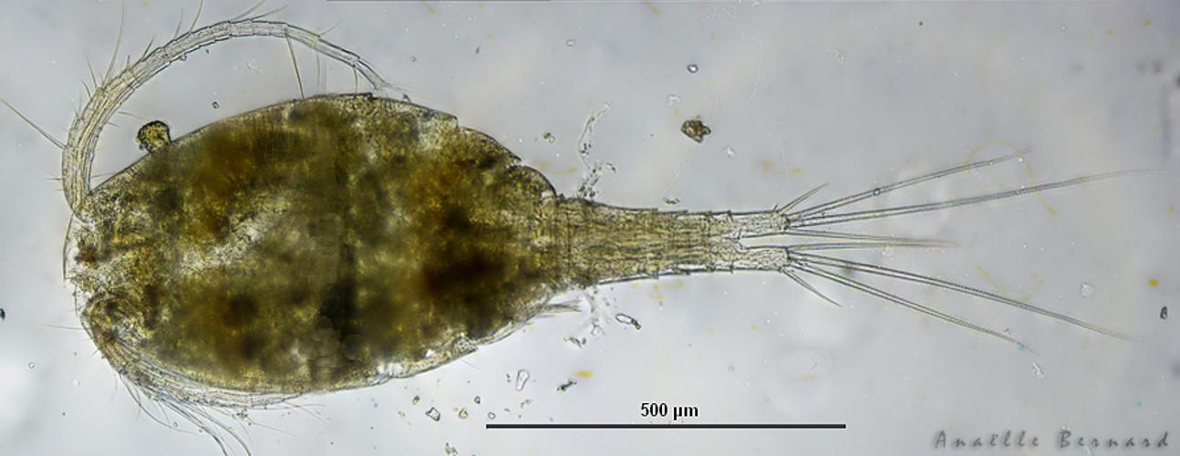 Macrocyclops albidus, 10 oct. 2025, Venerque (31) © Anaëlle Bernard