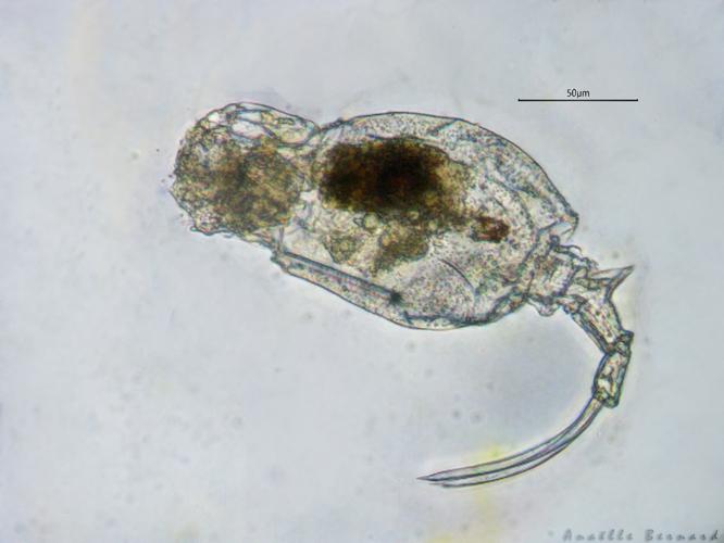 Trichotria tetractis, 10 oct. 2025, Venerque (31) © Anaëlle Bernard