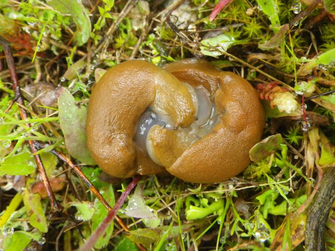 Accouplement de Drusia valenciennii (Moussoulens, Aude) par une journée très pluvieuse (avril 2025) © Pierre-Olivier Cochard
