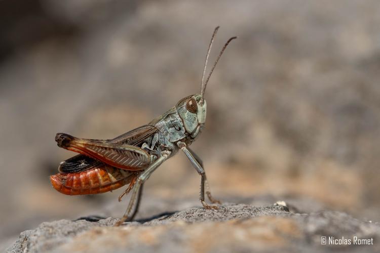 Stenobothrus grammicus - Tuchan (11) © Nicolas Romet