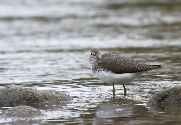 Chevalier culblanc, 26 oct. 2025, Portet-sur-Garonne (31) © Jean Marc Lega