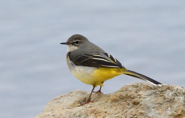 Bergeronnette des ruisseaux, 25 oct. 2025, Portet-sur-Garonne (31) © Jean-Marc L'Hermite
