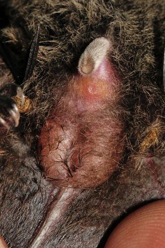 Appareil génital externe de Noctule de Leisler, 19 août 2016, Rosis (34) © Ghislain Riou