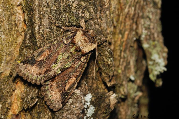 Allophyes oxyacanthae, 10 nov. 2025, Venerque (31) © Ghislain Riou
