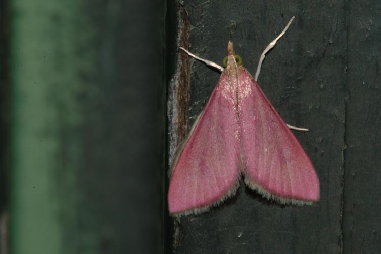 Imago observé à Toulouse le 27 octobre 2025 © Pierre-Olivier Cochard