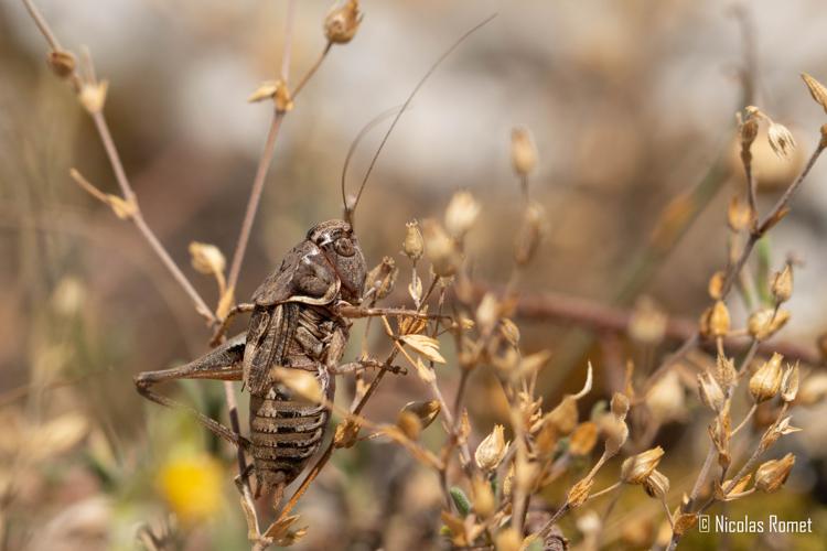 Amedegnatiana vicheti ♂ - Saint-Étienne-de-Gourgas (34) © Nicolas Romet