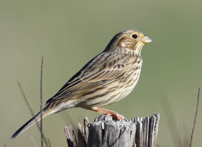 Bruant proyer, 11 nov. 2025, Montaut (09) © Jean-Marc L'Hermite