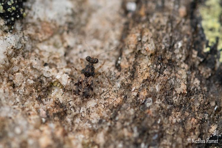 Leptopus marmoratus - Saint-Martin-de-l'Arçon (34) © Nicolas Romet