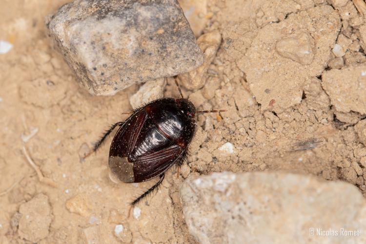 Macroscytus brunneus - Peyriac-de-Mer (11) © Nicolas Romet