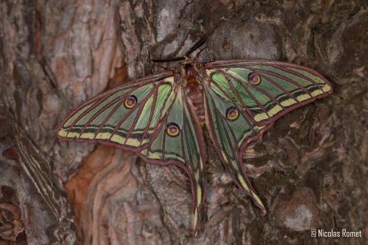 Graellsia isabellae - Coustouges (66) © Nicolas Romet